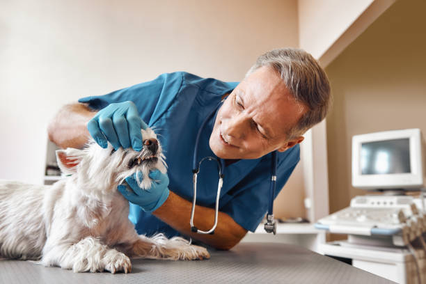 Best Emergency Dental Services for Seniors in Niles, OH
